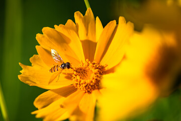 The yellow chrysanthemums that bloom in summer. Natural, plant, and floral backgrounds.