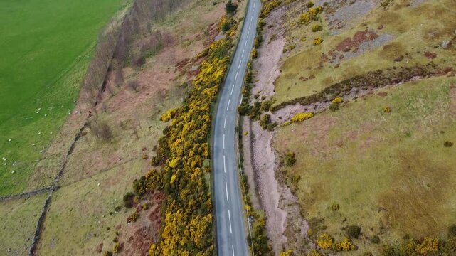 aerial footage of yellow gorse blooming in the scottish highlands