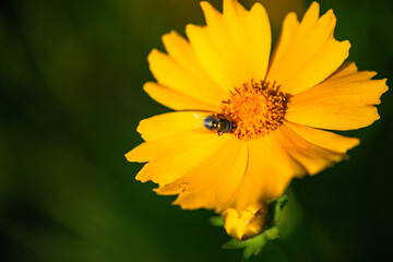 The yellow chrysanthemums that bloom in summer. Natural, plant, and floral backgrounds.