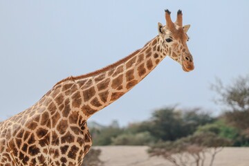 Majestic giraffe in natural habitat. © Wirestock