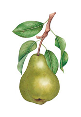 Pear fruit on branch with green leaves. Hand drawn watercolor botanical illustration isolated on white background