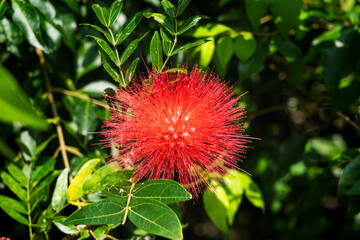 Majestic Buddha Temple Surrounded by Nature in Hong Kong