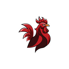 rooster isolated on white background