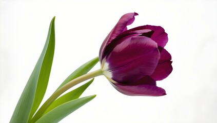 pink tulip isolated on white