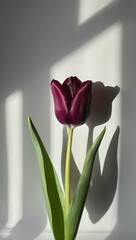 red tulip 