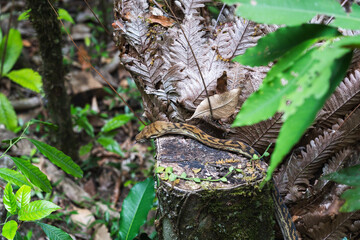 Python Snake in Cairns Australia Jungle