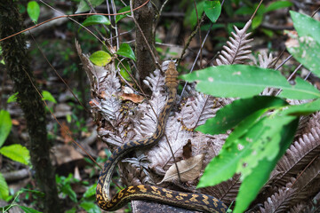 Python Snake in Cairns Australia Jungle