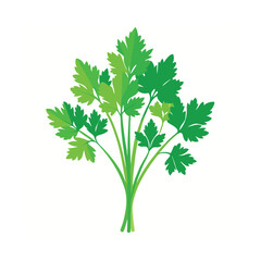 Coriander tied in a bunch vector art illustration
