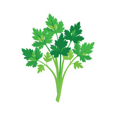 Coriander tied in a bunch vector art illustration