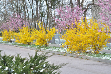 The alley is planted with forsythia bushes with yellow flowers and pisardi plums, with pink blossoms, covered with snow in early spring.
