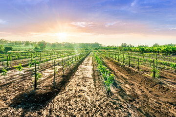 green rows of fruit trees on a farmland plantation during sunrise or sunset in beautiful summer...