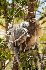 Koalas in Their Natural Habitat on Magnetic Island