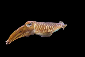 Cuttlefish Sepia officinalis