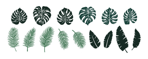 Vector green monstera leaves set, herbal element. Collection of simple tropical palm leaves. Isolated sign, symbol and icon. Summer tropical botanical vector philodendron leaf, banana leaf. © LENNAMATS