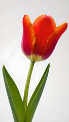 red and yellow tulip
