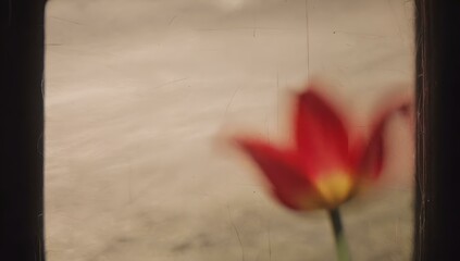 red tulip on a wooden background