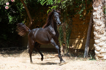 running beautiul purebred arabian black filly in garden at sunny day