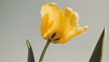 yellow tulip flower