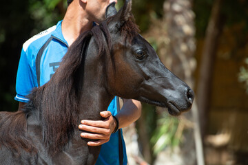 portrait of black purebred arabian yearling filly at sunny day. Egypt