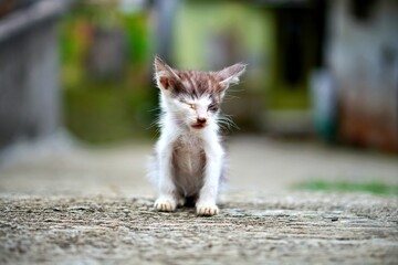 Small, sick kitten sitting on concrete. Vulnerable and in need of care.
