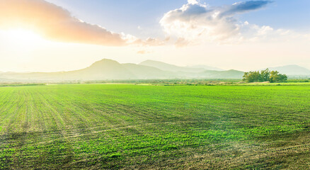 farmland landscapee of green spring field with rows of young fresh growth and sprouts and beautiful agricultural valley with nice sunset hills on background