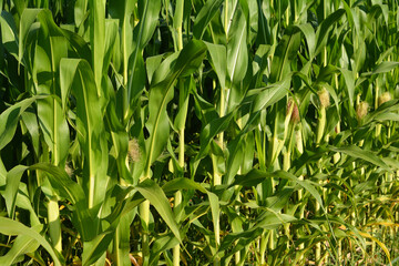 Obraz premium Growing maize, corn on the farmer field. Close up on corn cob.