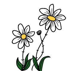 camomile daisy