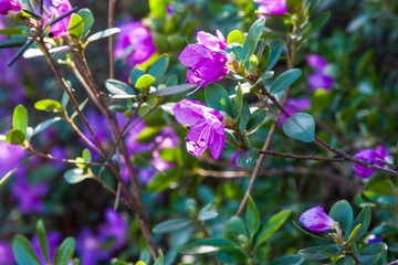 Fototapeta premium Twigs with pink rhododendron flowers are a delicate natural background. There are many delicate purple flowers that bloom in the bush.