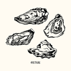 Oyster sketch collection