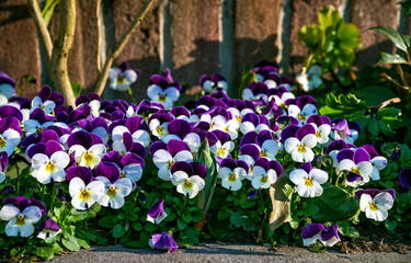 White and purple violets. Violets flowers.