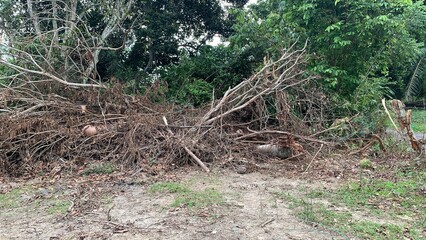View of the branches and twigs of an old tree.