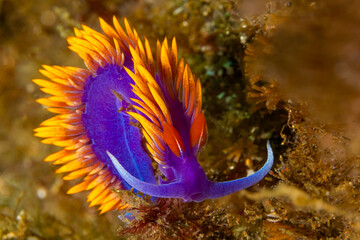 Nudibranch mollusk underwater. Underwater nudibranch. Sea slug in underwater macro world