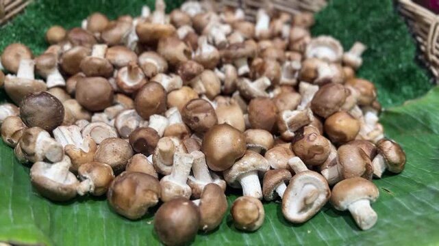 Fresh shiitake mushroom in close-up with detailed cap texture and earthy brown color
