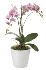 Orchid potted in a white container