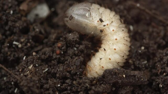 Cockchafer larvae in soil. May beetle larva underground stage of development that feeds on plant roots, leading to stunted growth and crop failure
