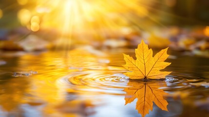 Autumn leaf on water, golden light, nature scene, tranquil moment