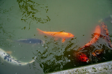 goldfish in the aquarium