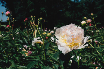 Beautiful pastel pink peony flowers blooming in the garden. Natural background.