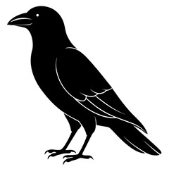 crow on a white background