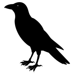 crow on a white background