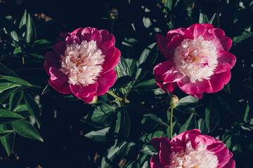 Beautiful bicolor peony flowers blooming in the garden. Natural background.