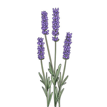 recommend clip art: Isolated Lavender PNG Illustration With Purple Blossoms And Green Stems