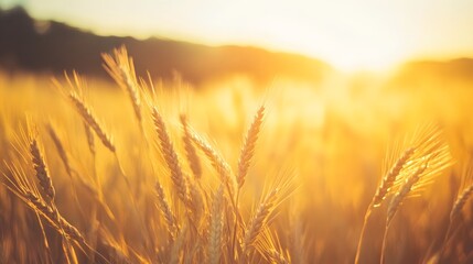 Obraz premium Golden wheat field sunset landscape