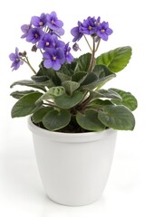 Realistic African violet potted in a white container