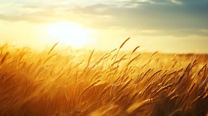 Obraz premium Golden Wheat Field Sunset Landscape