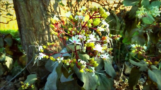 flowers in the garden