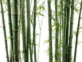 Fototapeta premium A crisp, detailed collection of bamboo stalks, isolated for nature and eco-themed projects.