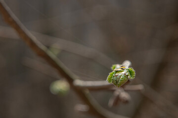 Newly budding tree branch. Fruit tree budding in spring.