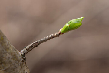 Newly budding tree branch. Fruit tree budding in spring.