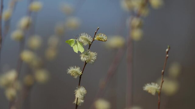 African migrant butterfly (Catopsilia forella) perched on great sallow catskin